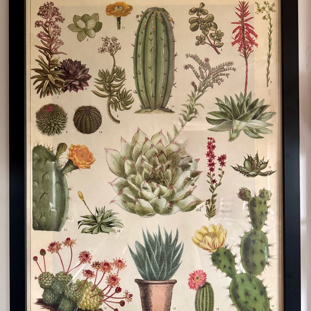 Framed Paper Source Botanical Cactus Art Poster - Green and Pink